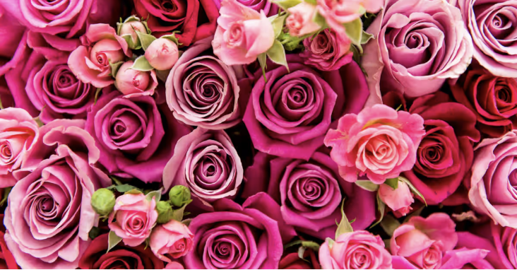 Screenshot 2026-01-31 at 8.06.38 PM.png