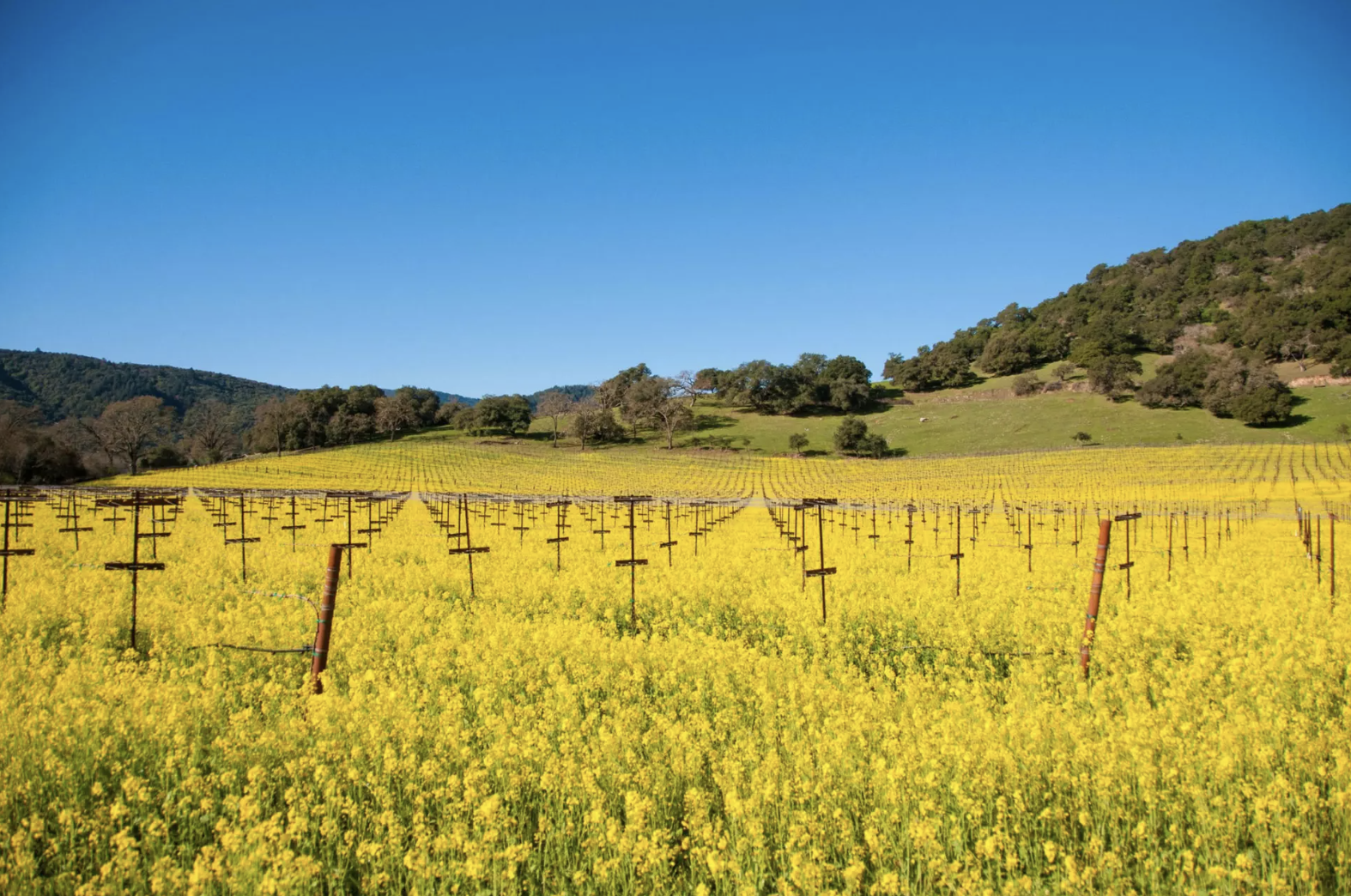 Screenshot 2026-03-31 at 10.36.13 PM.png