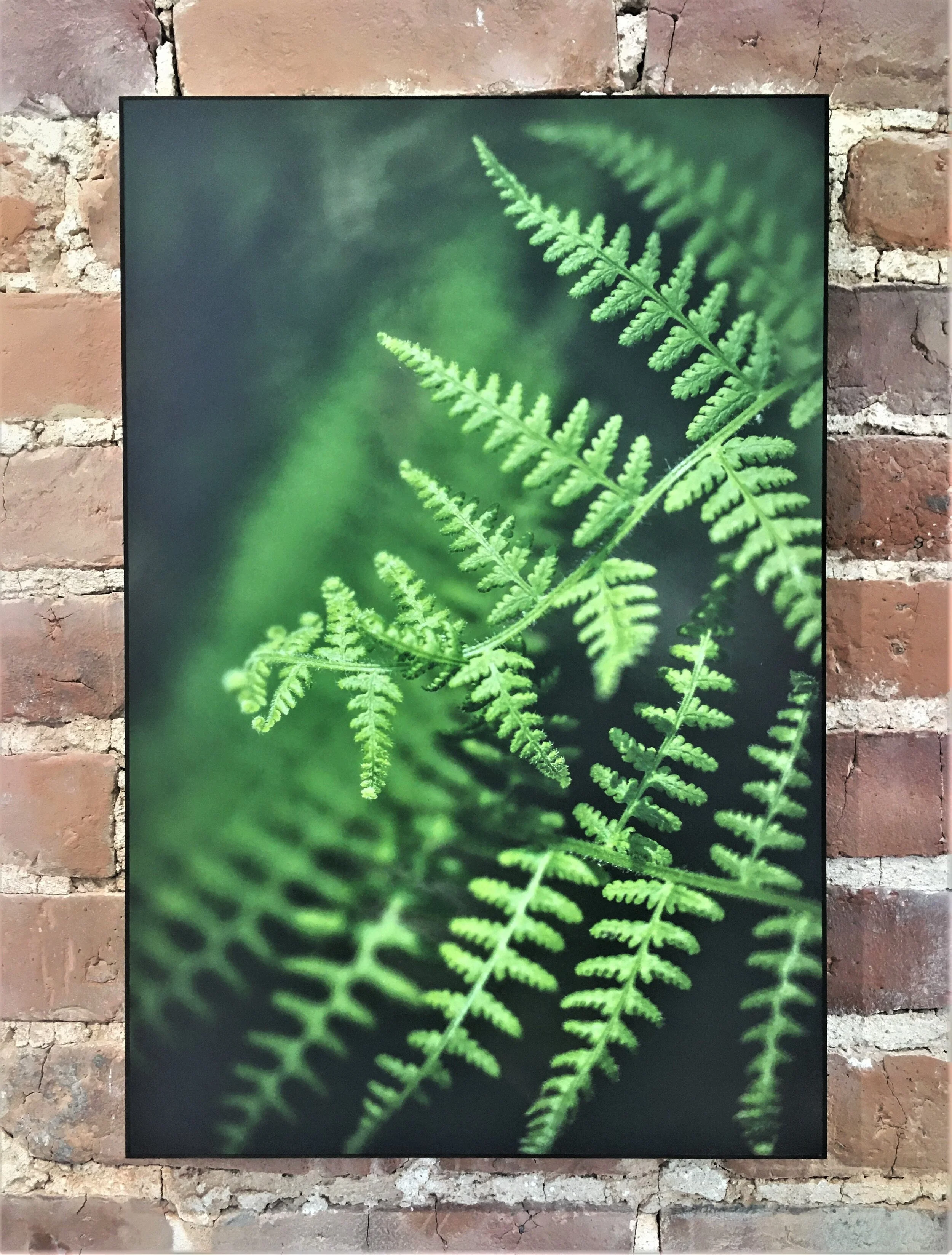  Ferns by Long Pine 1 -  Kaitlin Michael