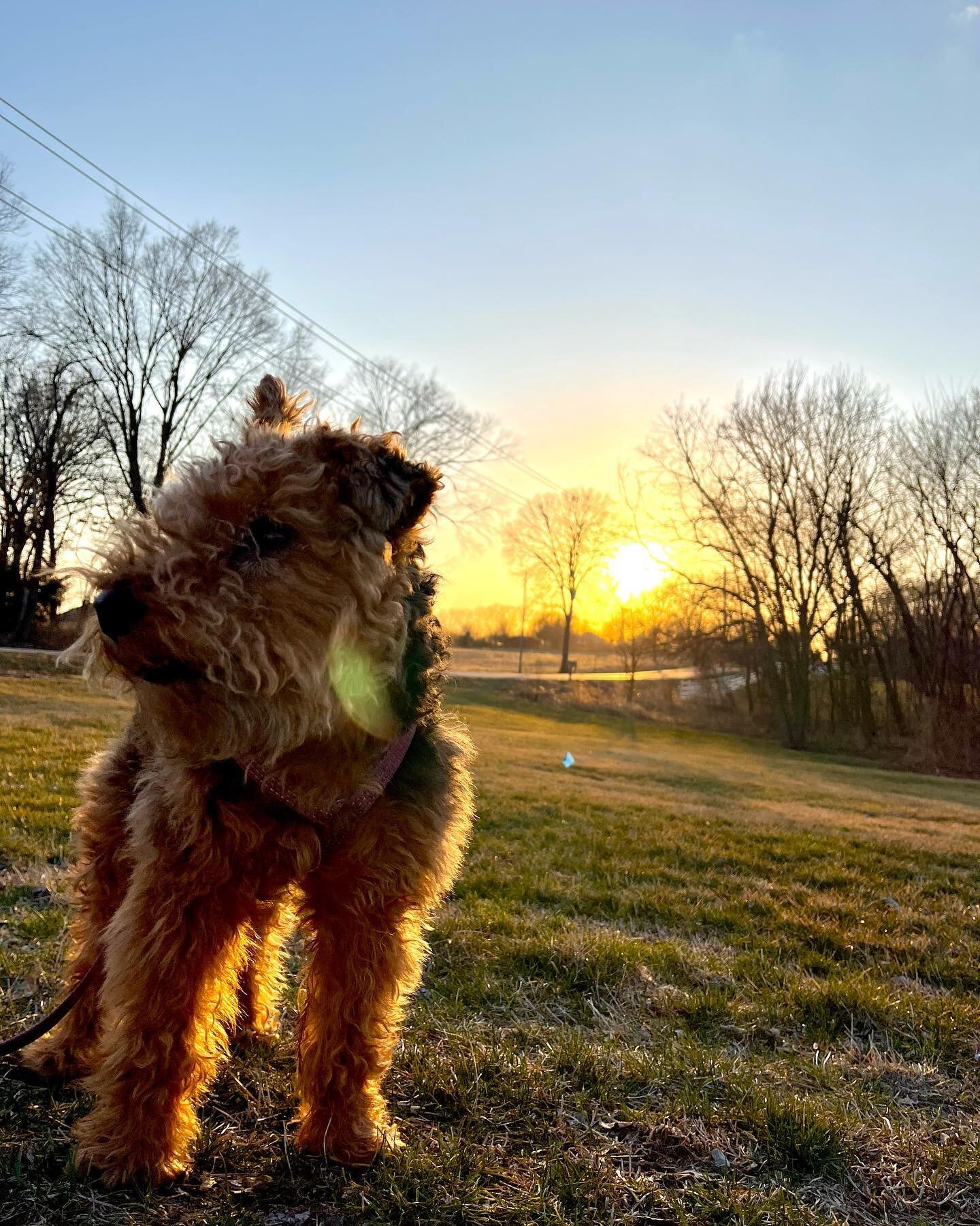 So thankful for this beautiful weather and the ability to get out and move. I got a 4 mile run in and a walk with my monster. Plus I got adjusted from my awesome chiropractor @sarahconnellydc 
Did you all get out and move today? #aflchiro #walk #happ