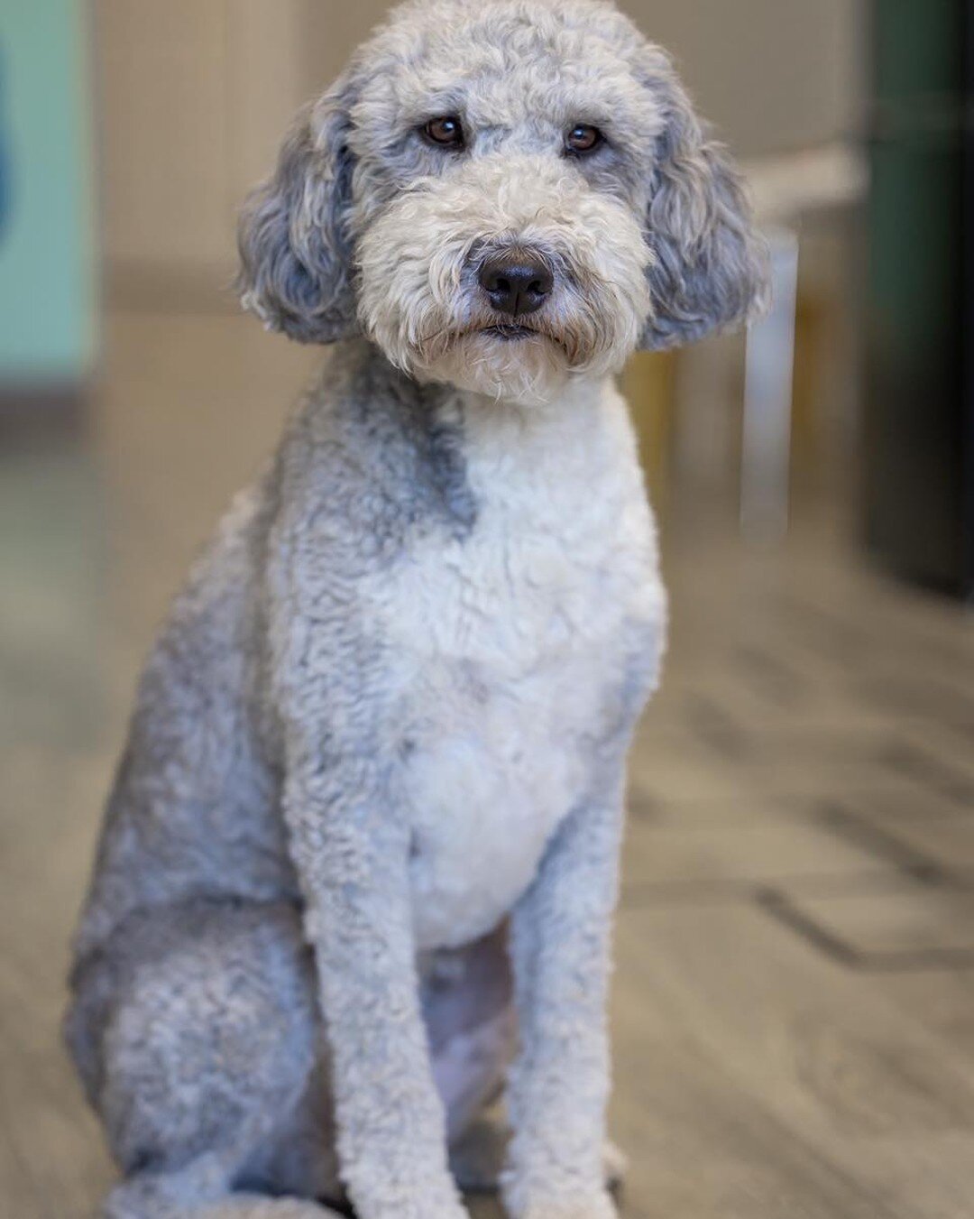 It's National Dog Day! Many of you have met Piper in the office. She is so much more than a cute face! She actually has some very important jobs. Studies show dogs can help reduce stress, calm anxieties, better mood, improve productivity, increase co