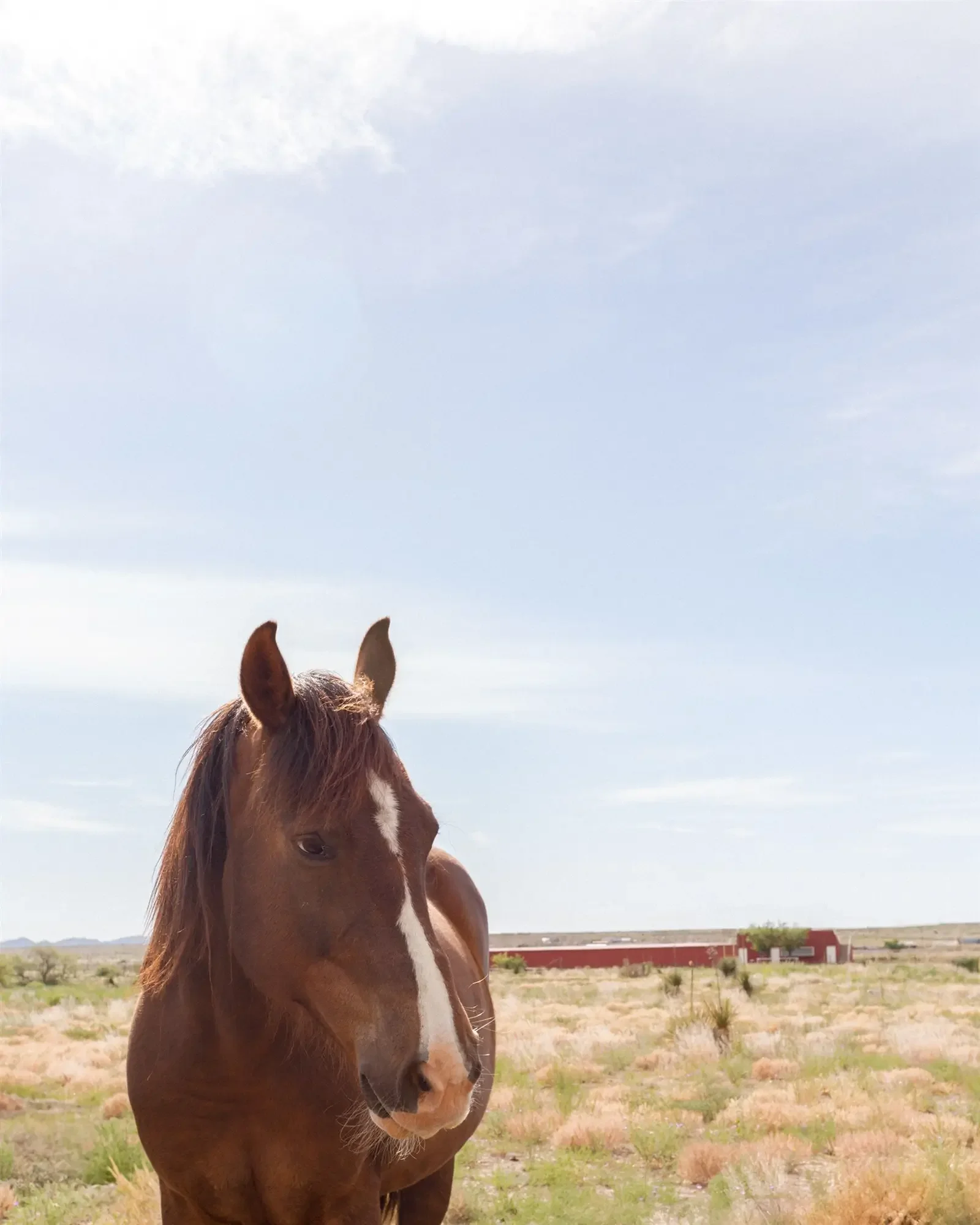 A brown horse with a white stripe on its face standing in a grassy field under a partly cloudy sky, with a red barn in the background.