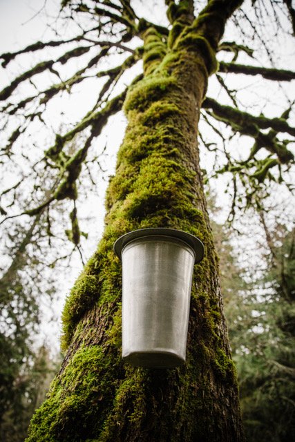 2023-02-04_Big Leaf Maple Sugaring Workshop_by KLiK Concepts_PRINT res 009.jpeg