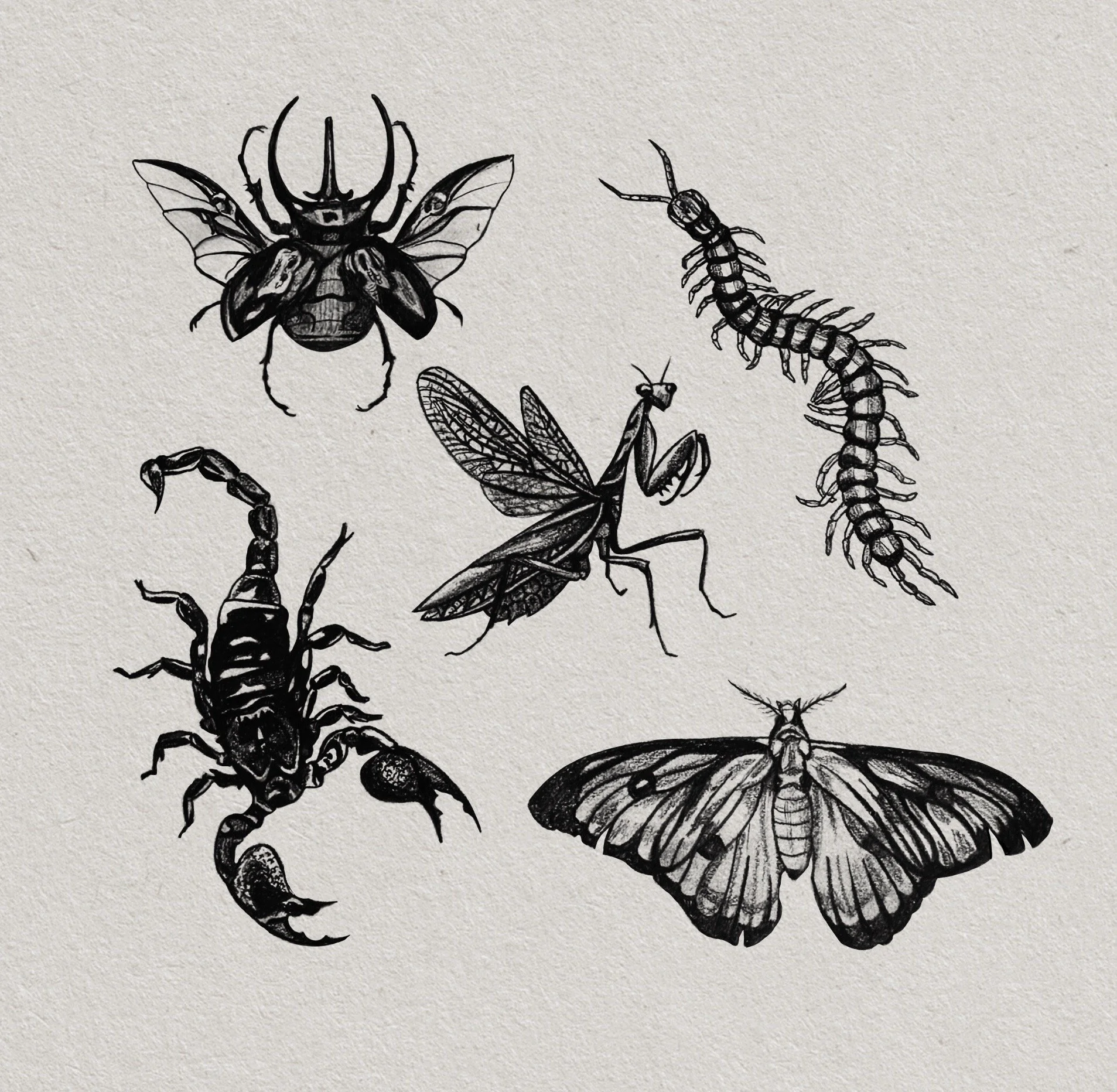 ✧ bug flash ✧