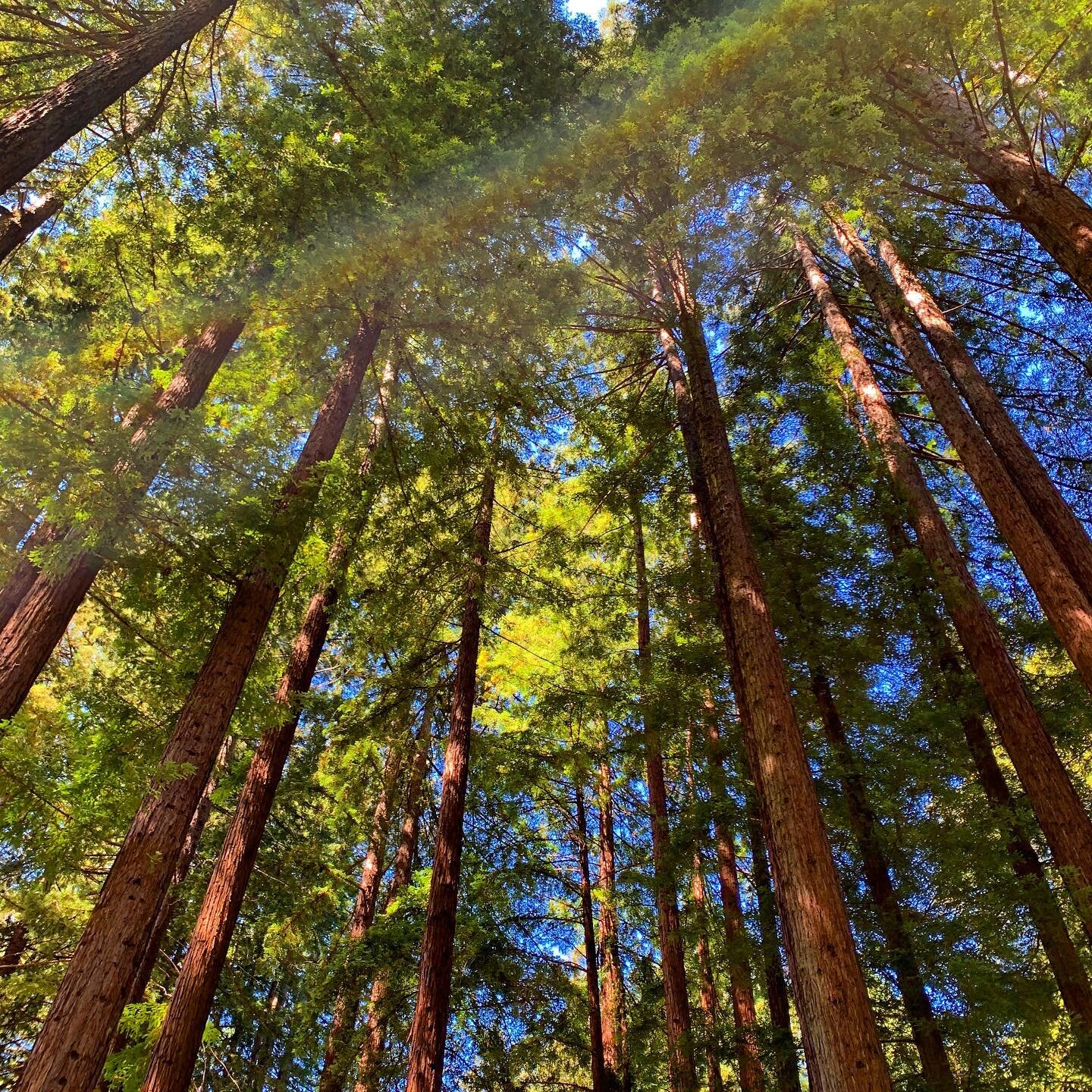 The view from below is sometimes just as good. Can&rsquo;t wait to get back into the trees this weekend #lookup #redwoods #russianriver #bayareatravel #treehugger @thecazzyshack