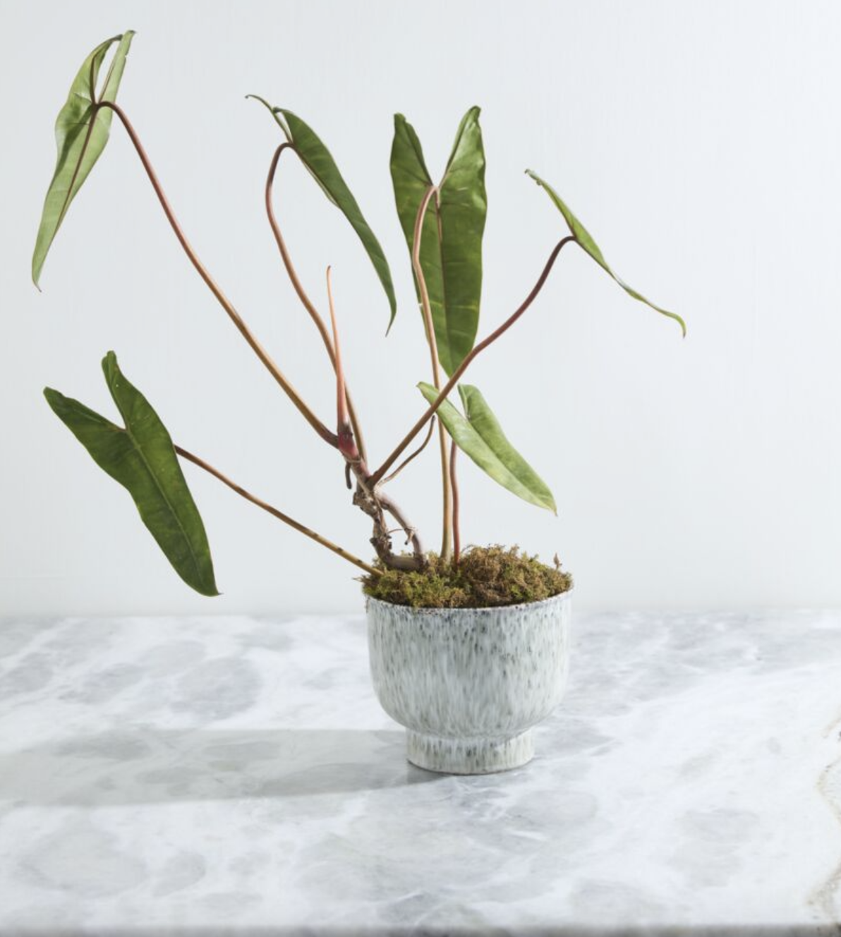 Screen Shot 2026-02-27 at 12.03.06 PM.png