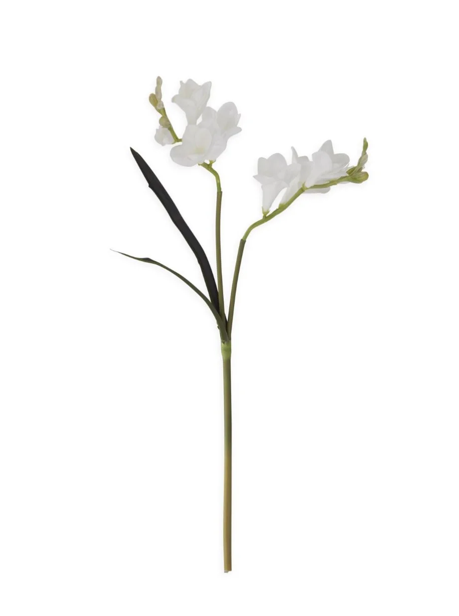 Freesia Stem