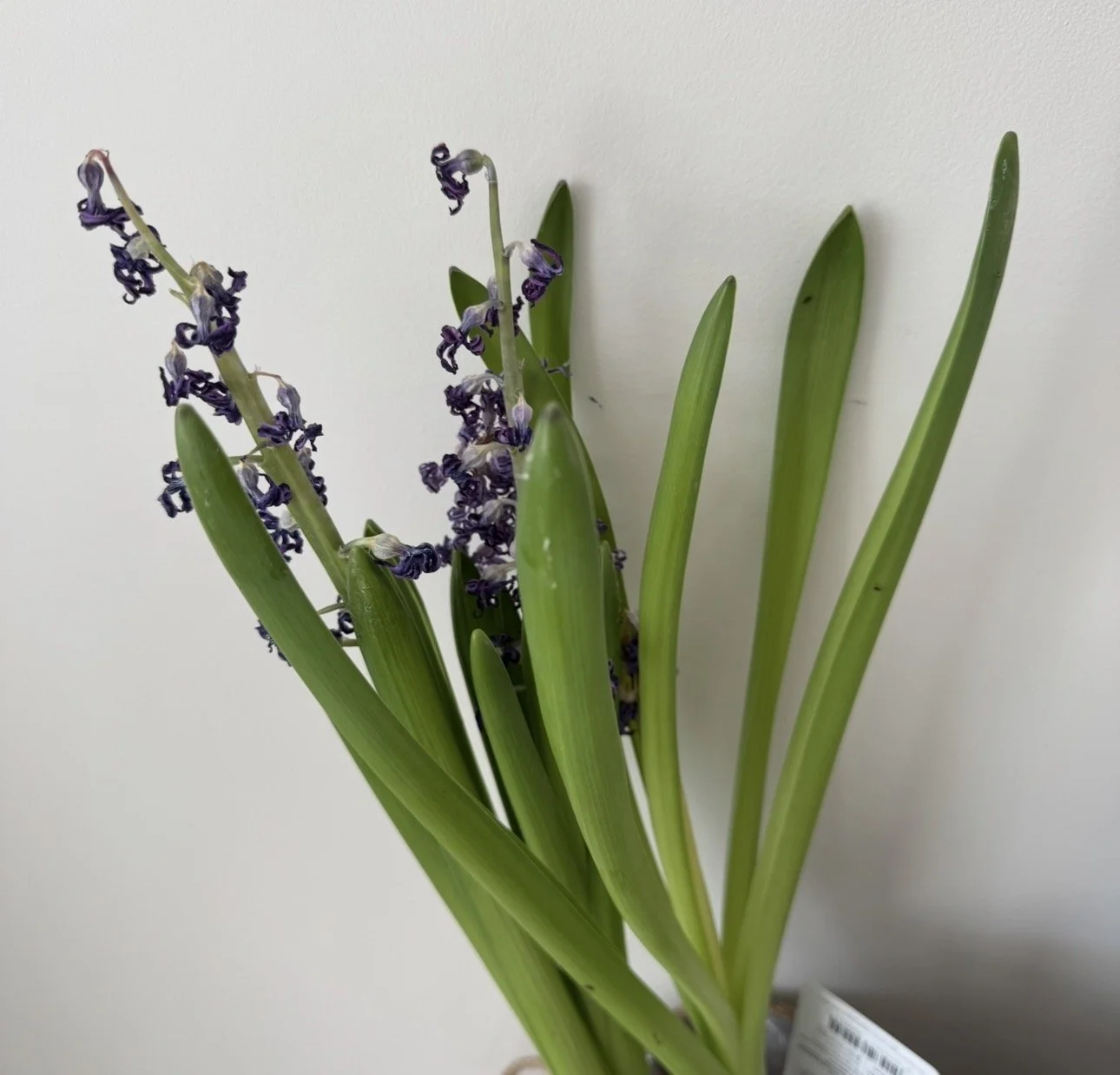 Call Your Mum… or Ask ChatGPT?