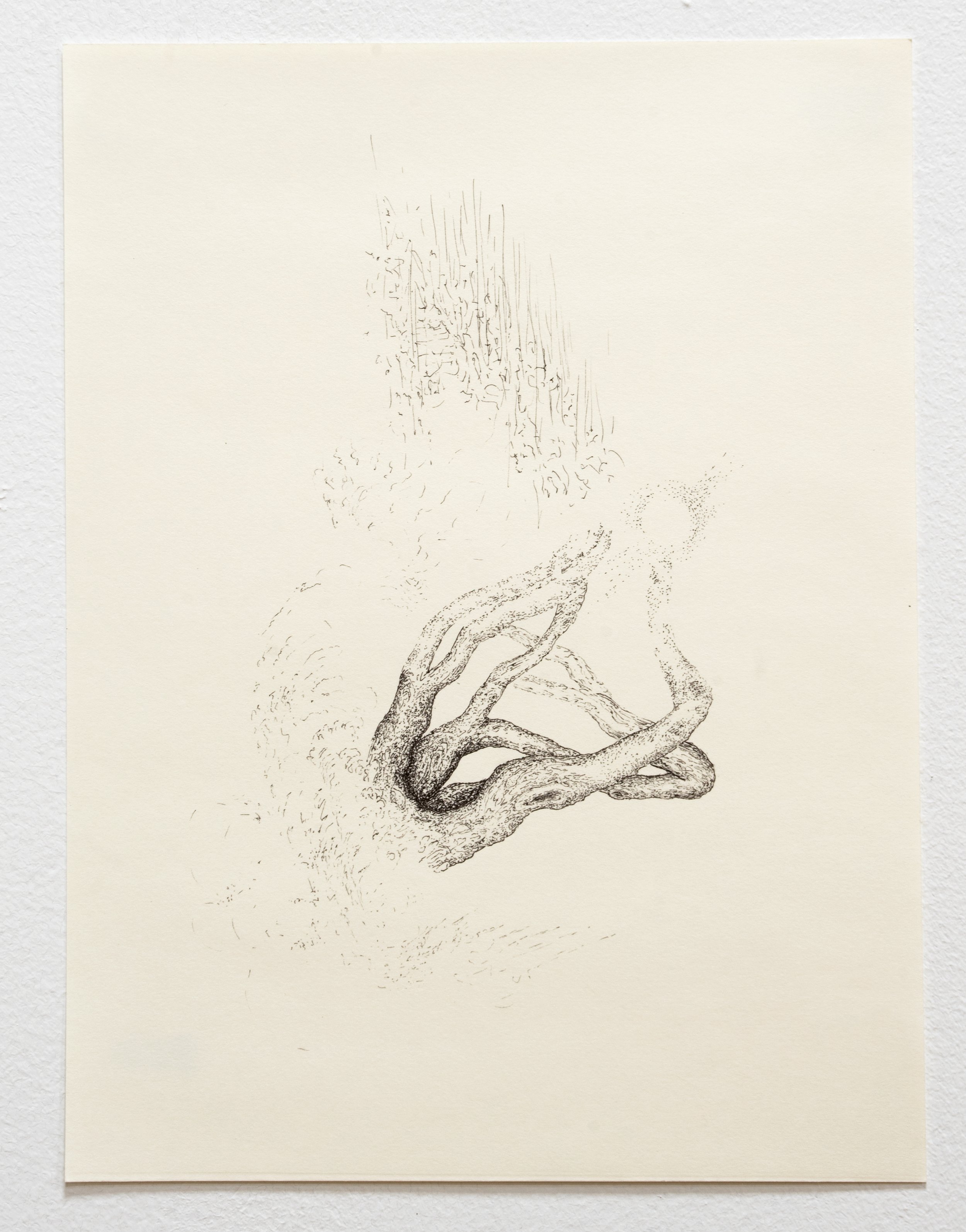  Écrevisse solaire. 2025. Ink on Strathmore cream drawing paper. 9 × 12 inches. Private collection.  