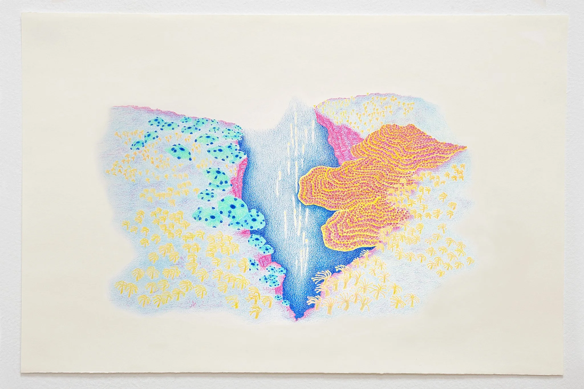  Anemones II. 2026. Colour pencil on Strathmore cream drawing paper. 12 × 18 inches. 