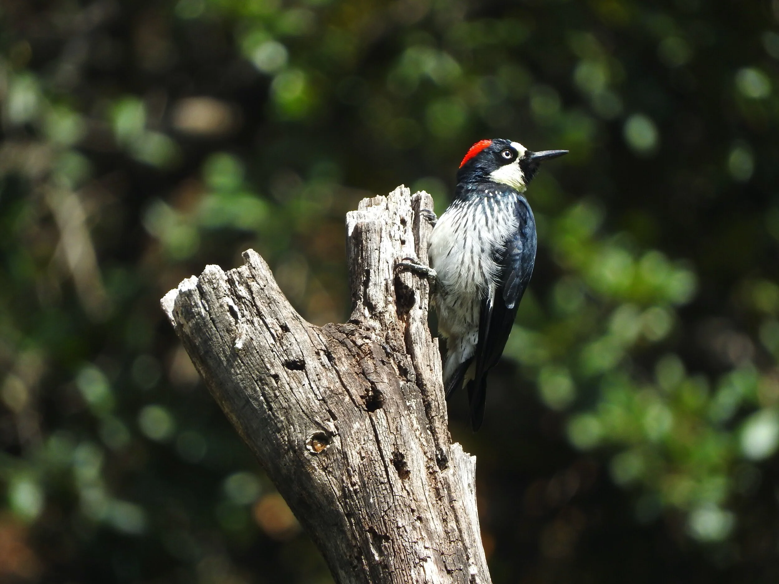20170719+Melanerpes+formicivorus+SL1+Arturo+-+copia.jpg