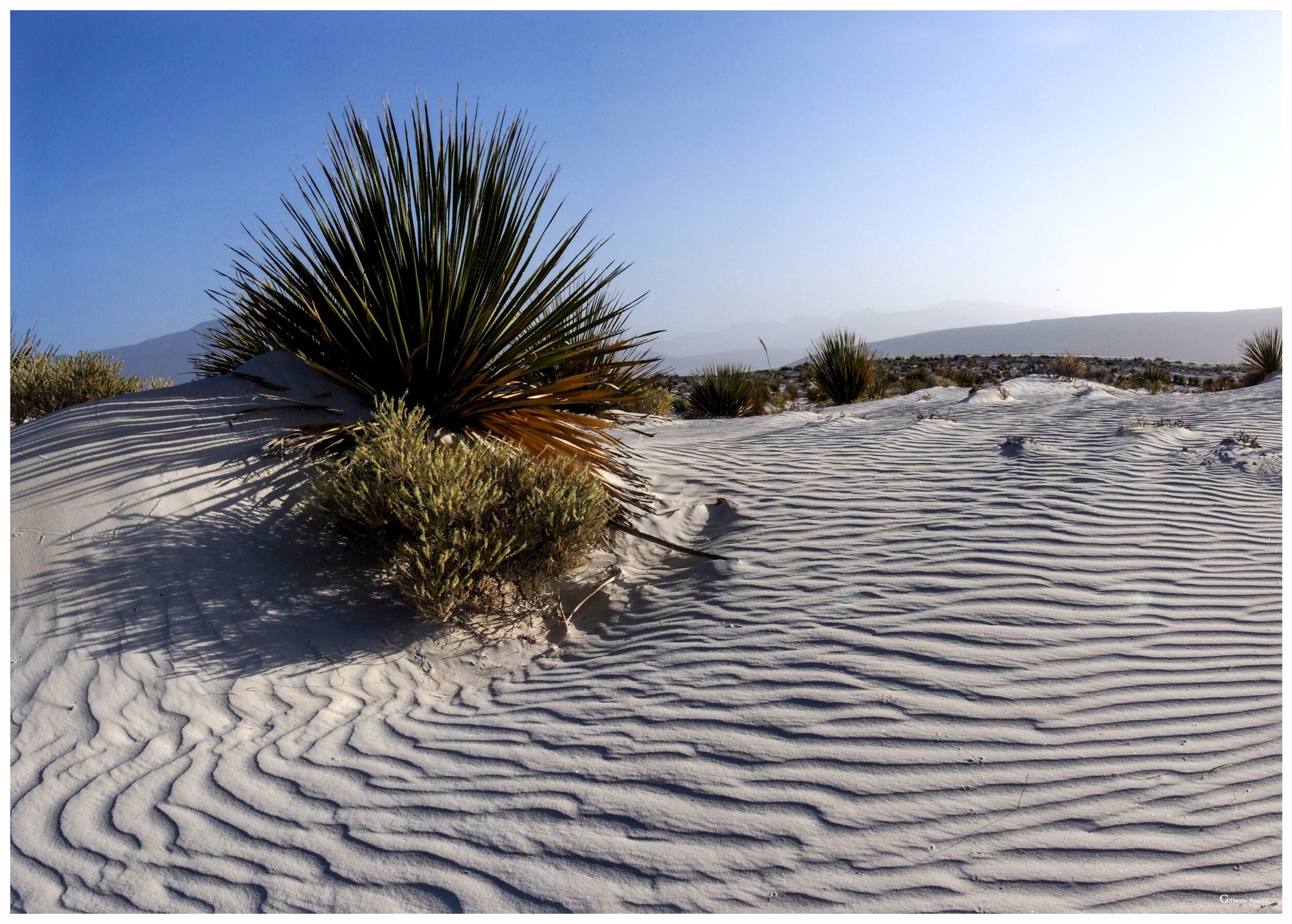 DUNAS+%2819%29cr.jpg