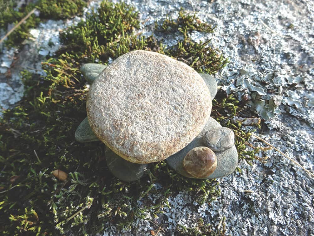 Donna's Day: Make a turtle