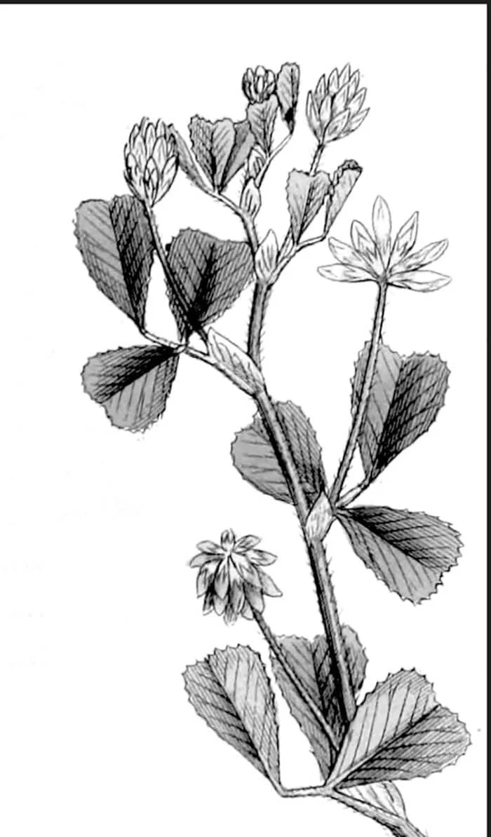 The Garden Bug: The true shamrock of Ireland