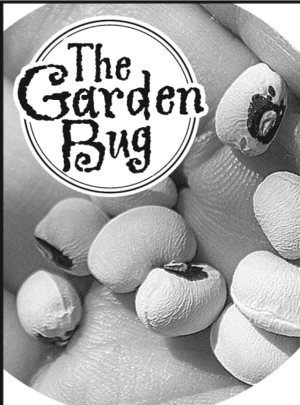 The Garden Bug: Black-eyed peas