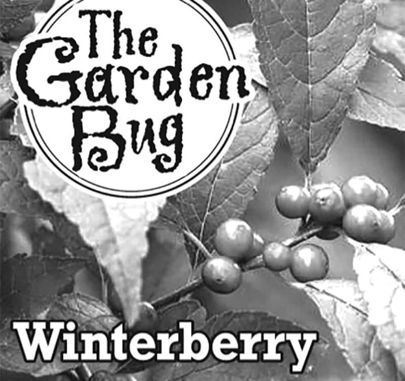 The Garden Bug: Winterberry