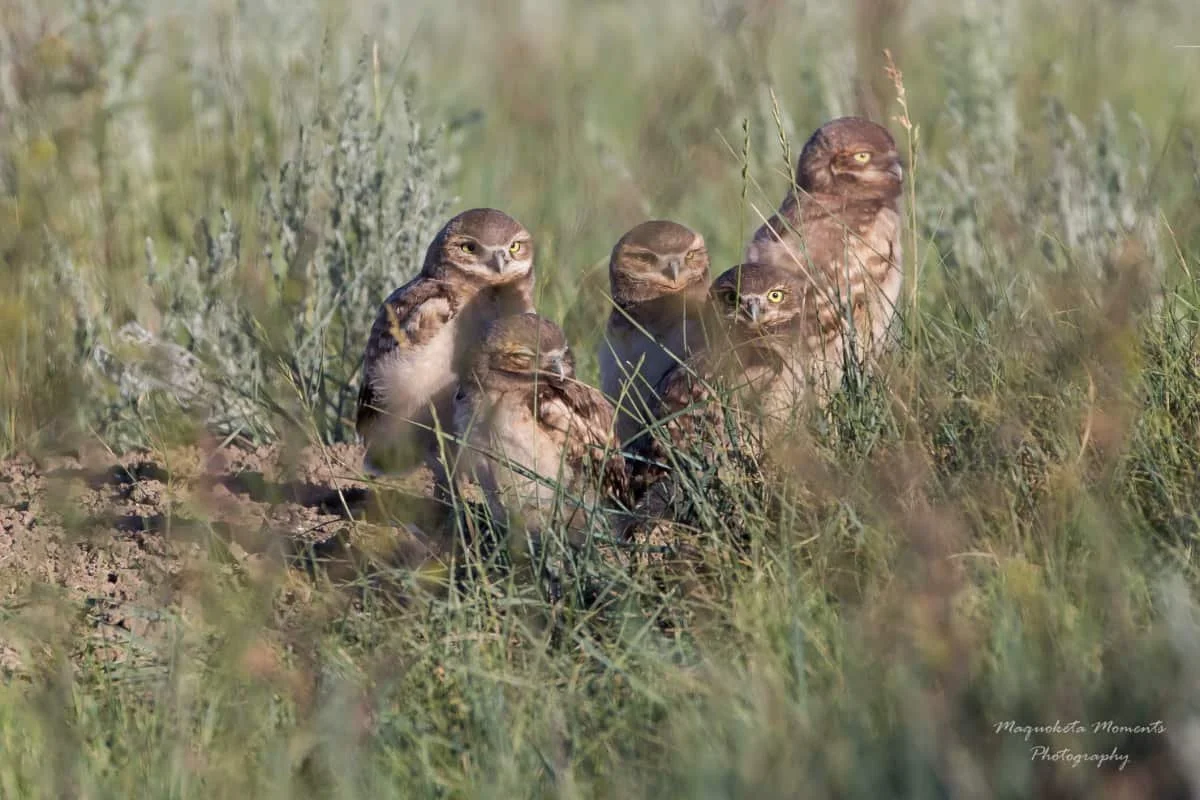 Young Burrowing Owls spread their wings