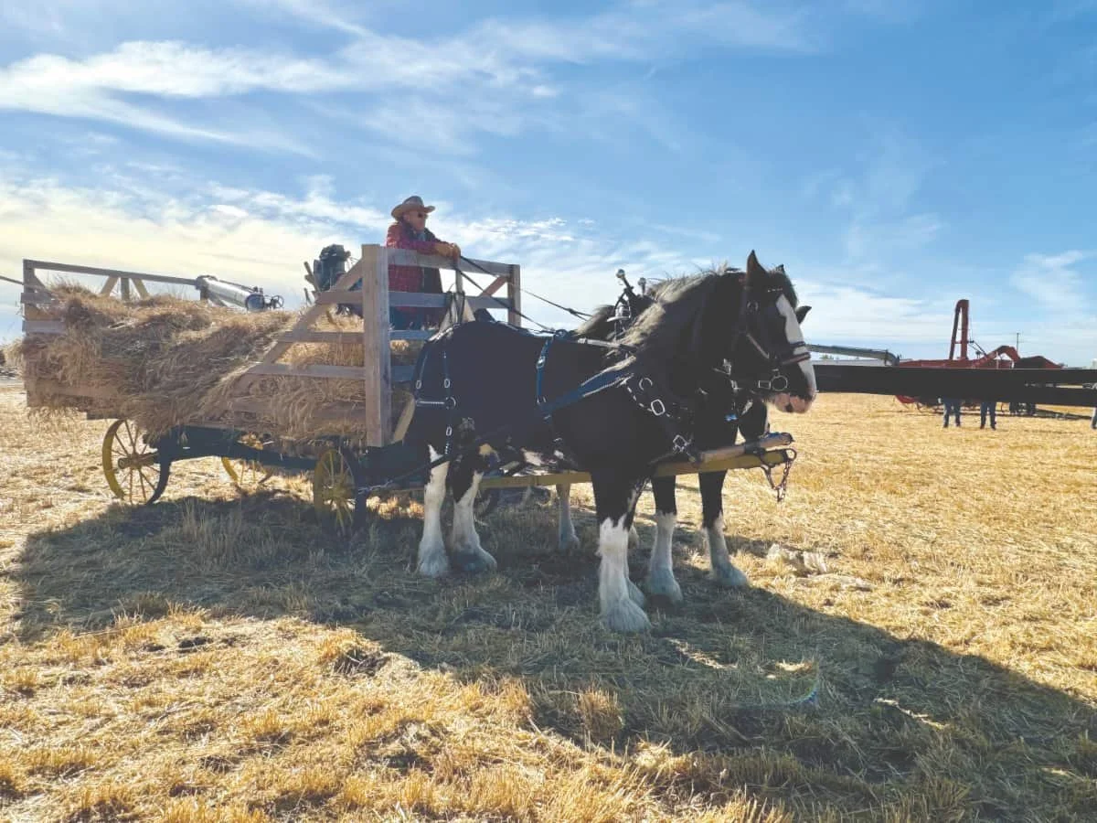 Harvesting the old-fashioned way!