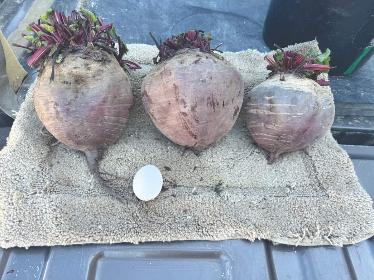 Can You Beet That?