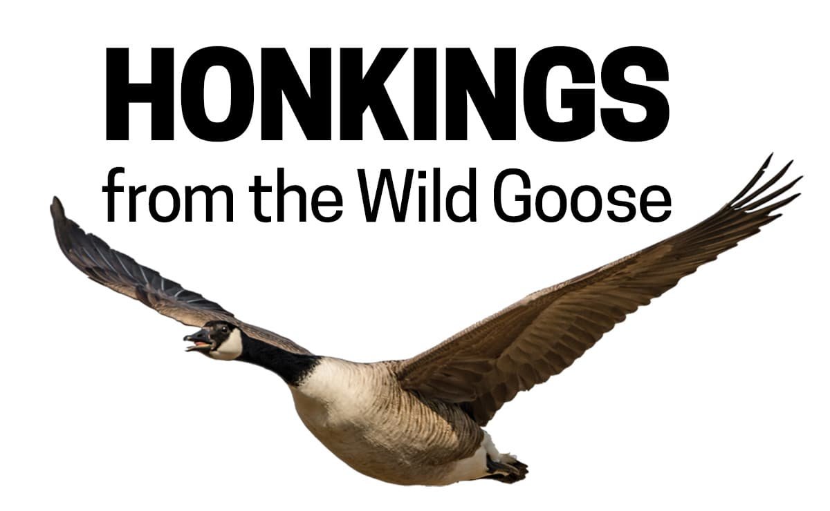 Honkings from the Wild Goose: Wilkie has first place locked up
