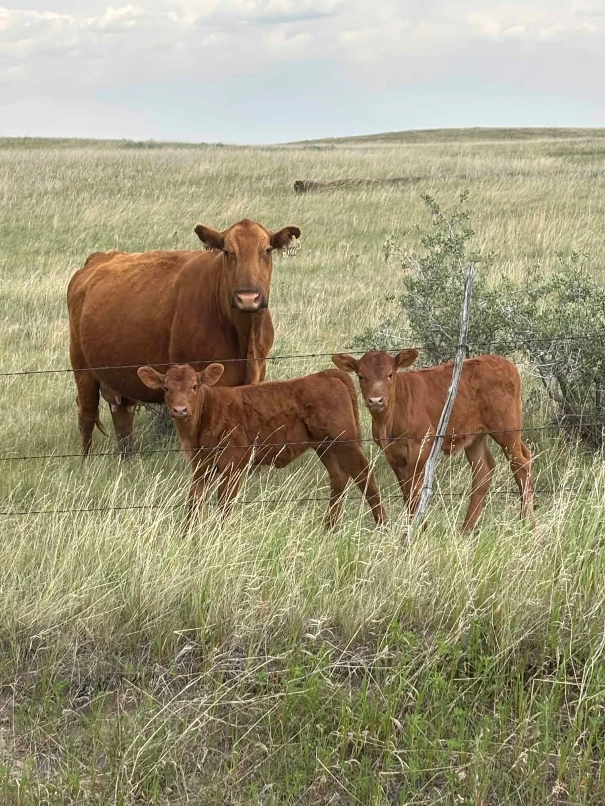 AgriStability to cover pasture feed costs starting in 2026