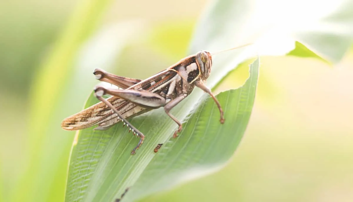 High insect pest pressure reported across Saskatchewan in 2025