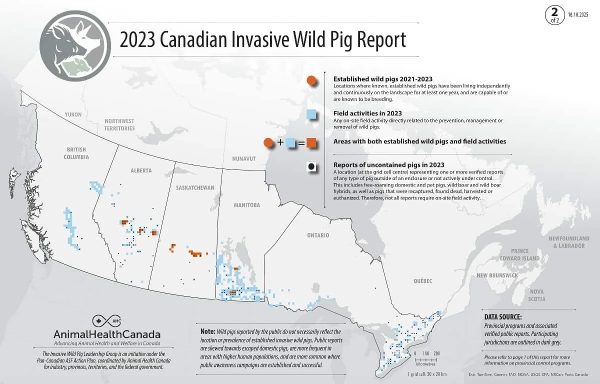 Researcher warns prairie wild pig populations growing despite eradication claims