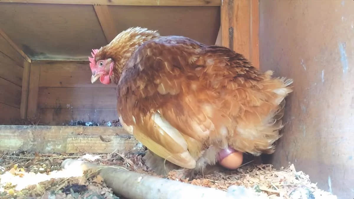 How a hen’s body turns yolks into eggs