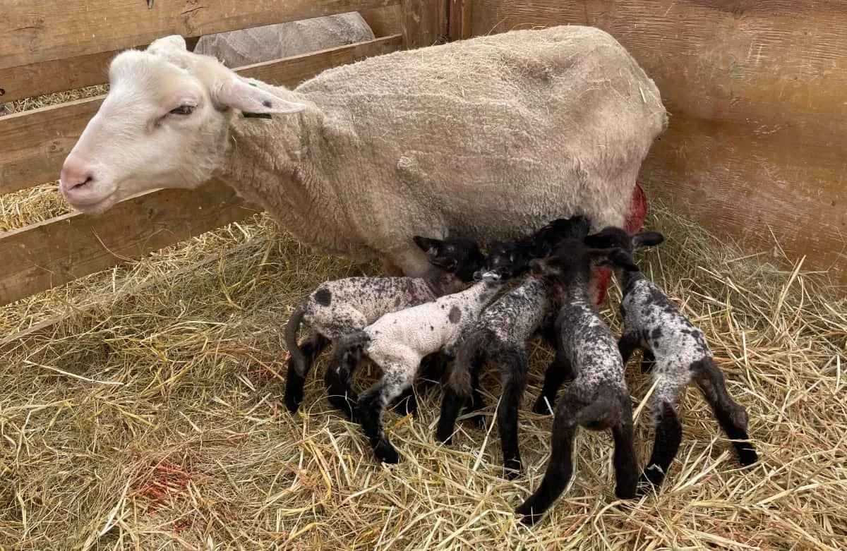 Quintuplet lambs mark busy spring at Circle R Ranch