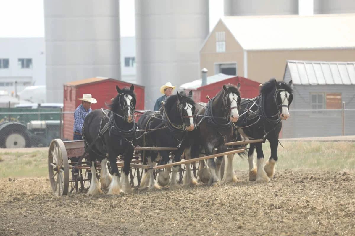 HORSEPOWER, THE ORIGINAL KIND