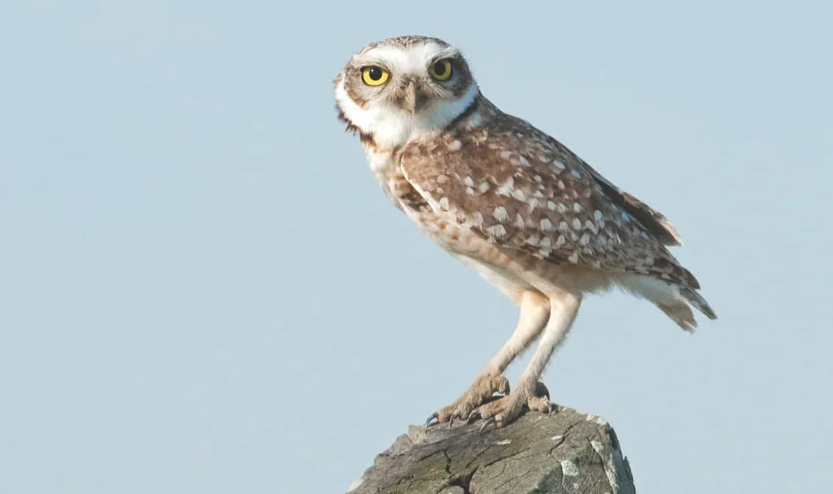 Burrowing owls return to Saskatchewan