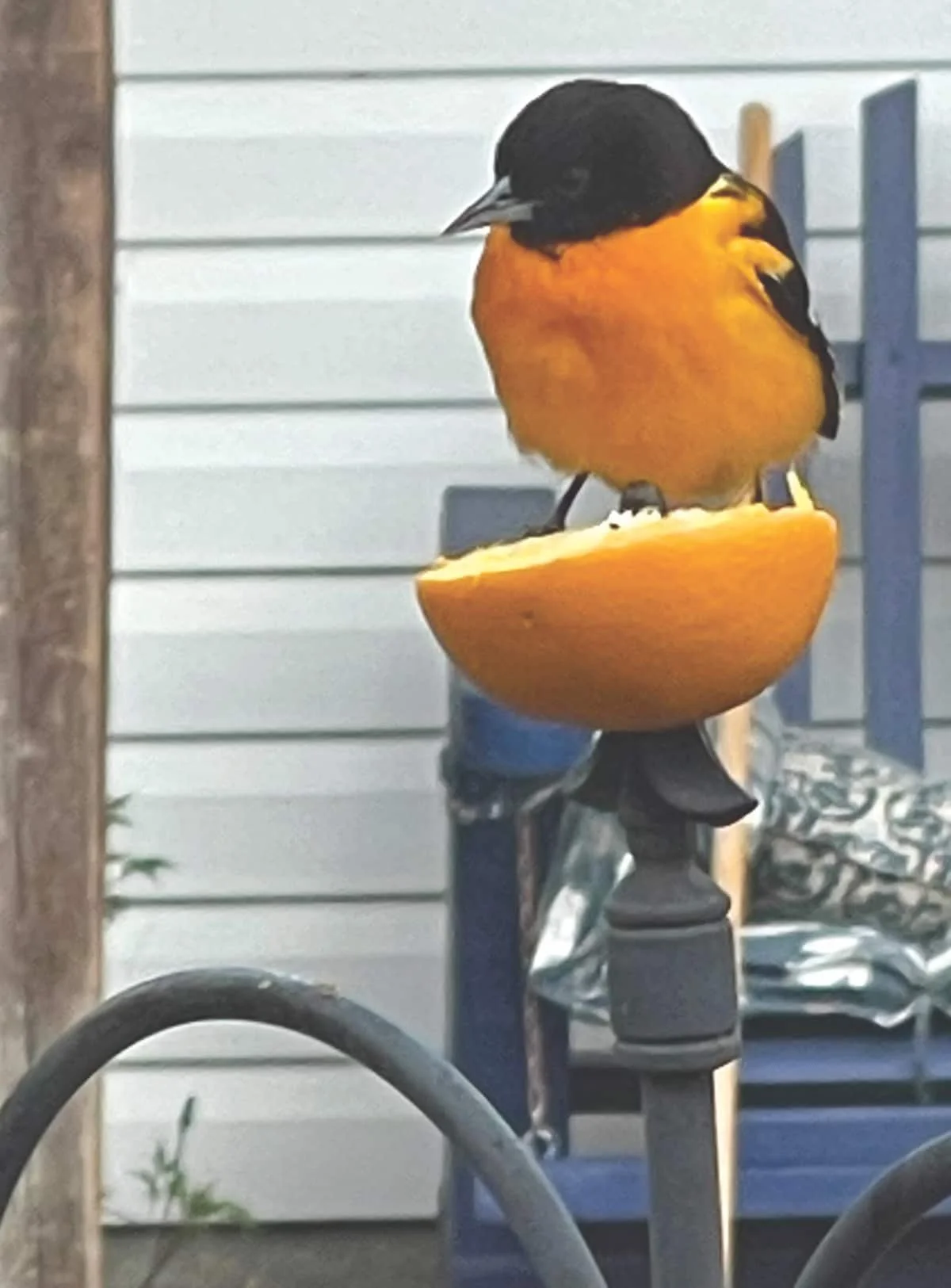 Orioles: Orange you glad they stopped by?