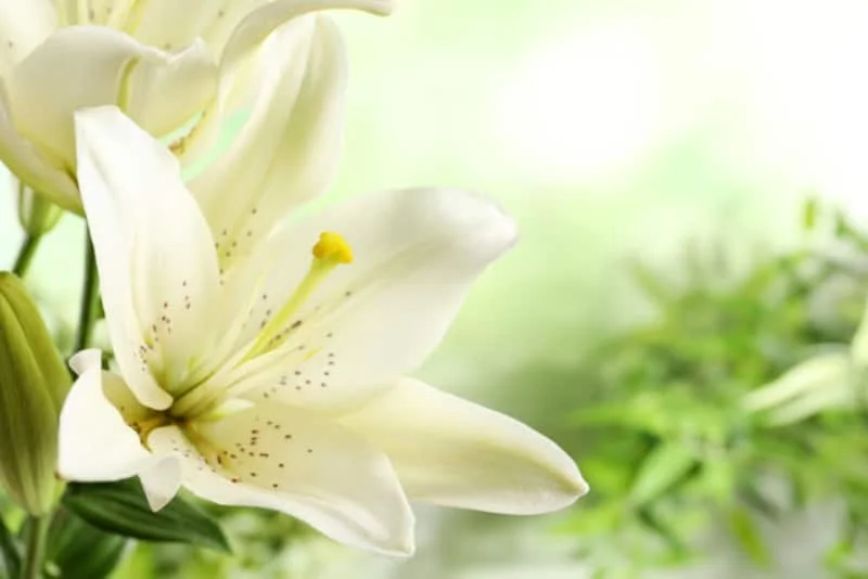 In Loving Memory of Margaret Adams
