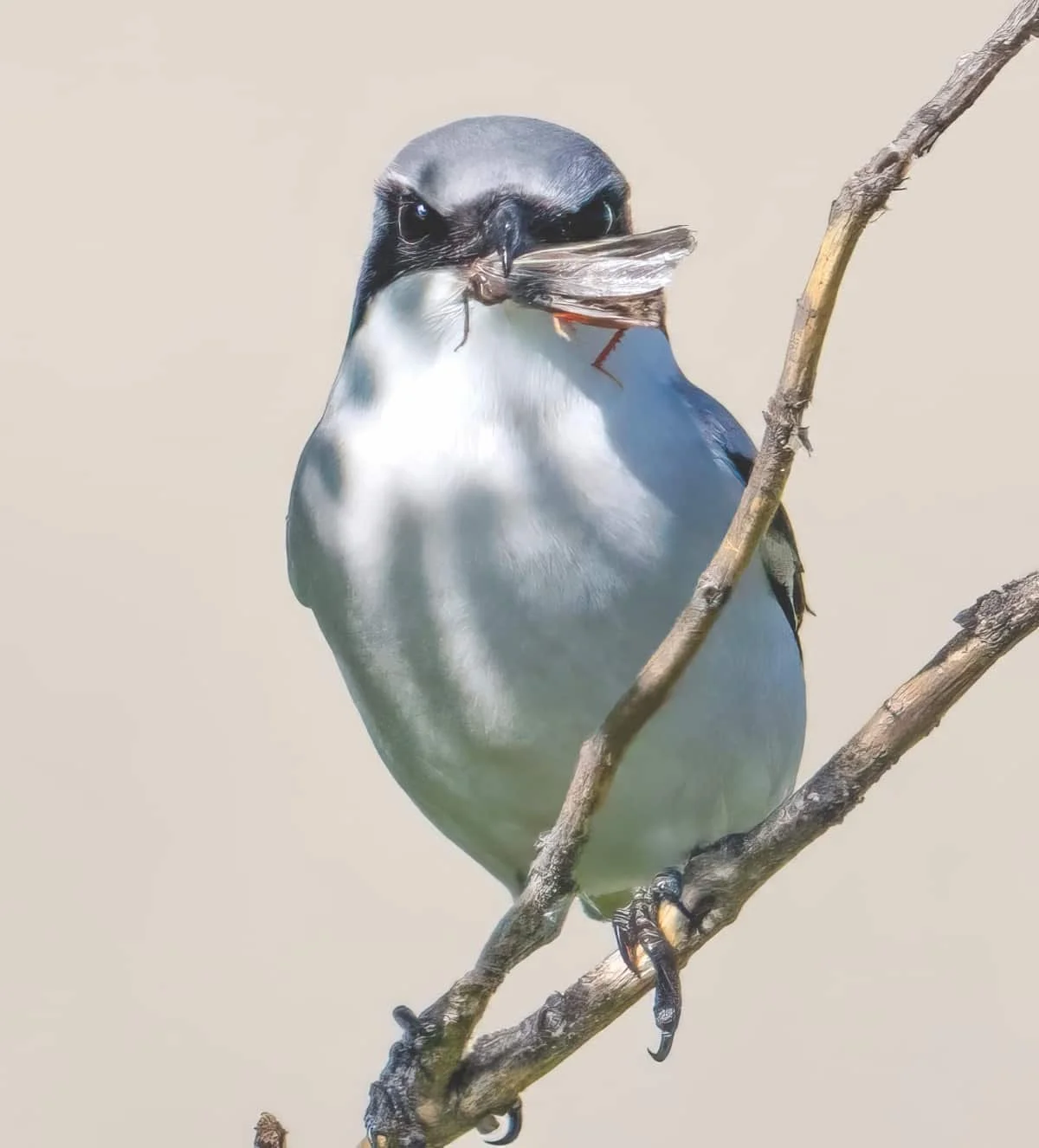 Watch Out for Shrikes: Local threatened songbird entering critical fledgling window