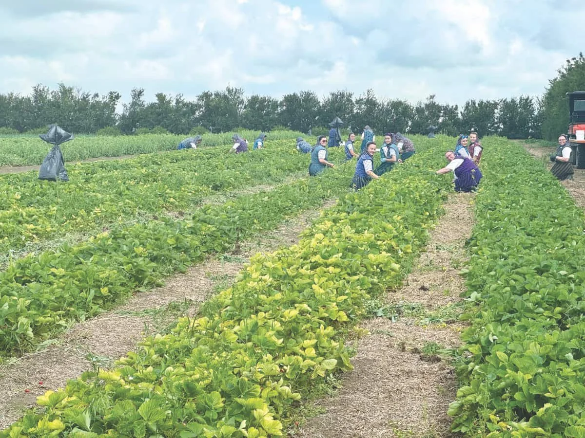 From strawberry fields to robotic milking: A behind-the-scenes look at colony life