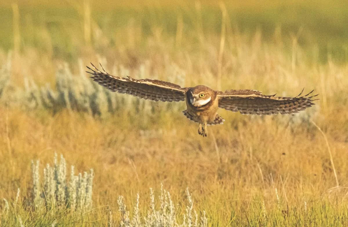 Young Burrowing Owl takes flight
