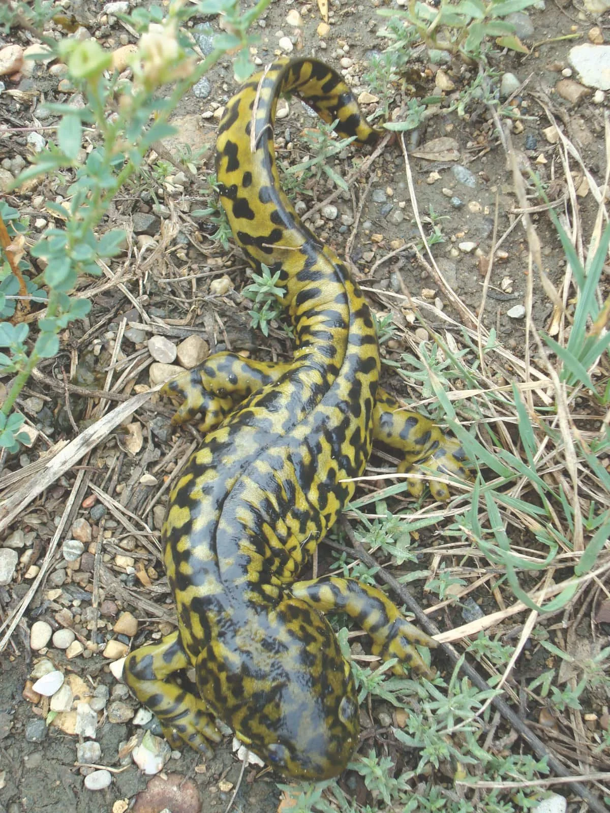 Nature Saskatchewan: Tiger salamanders on the move as juveniles migrate in late summer
