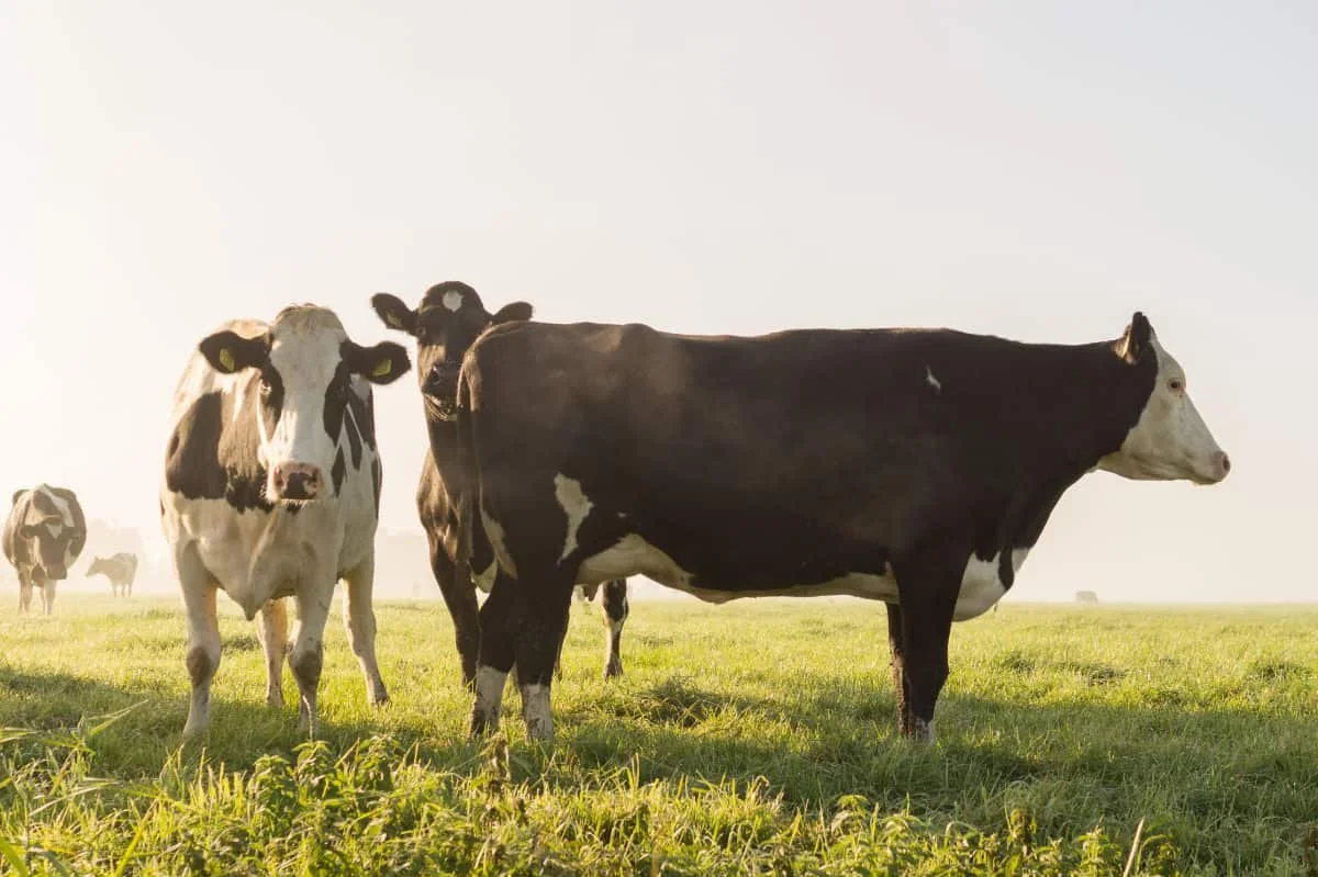 Ottawa names first regions eligible for 2026 livestock tax deferral