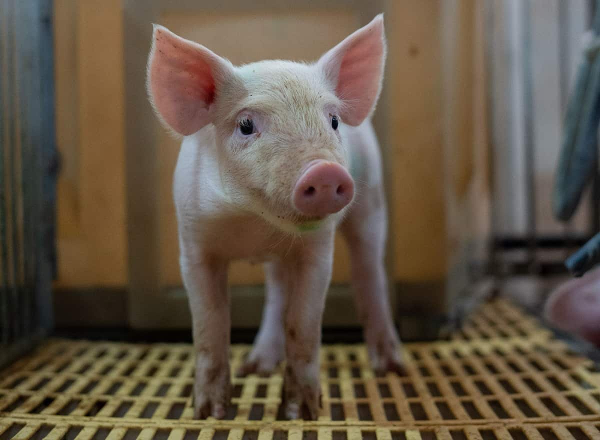 Ottawa backs national swine health surveillance project