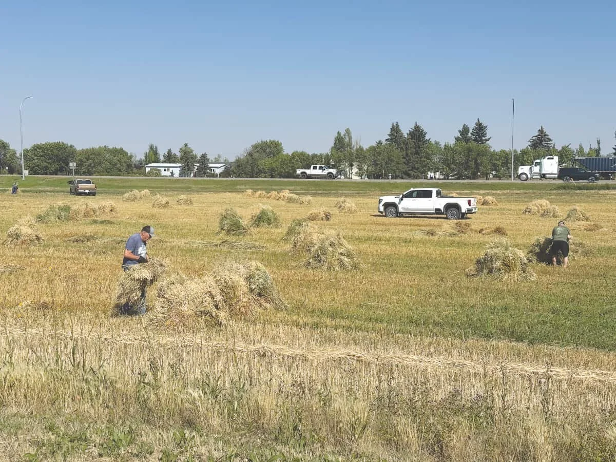 Stooking the Field