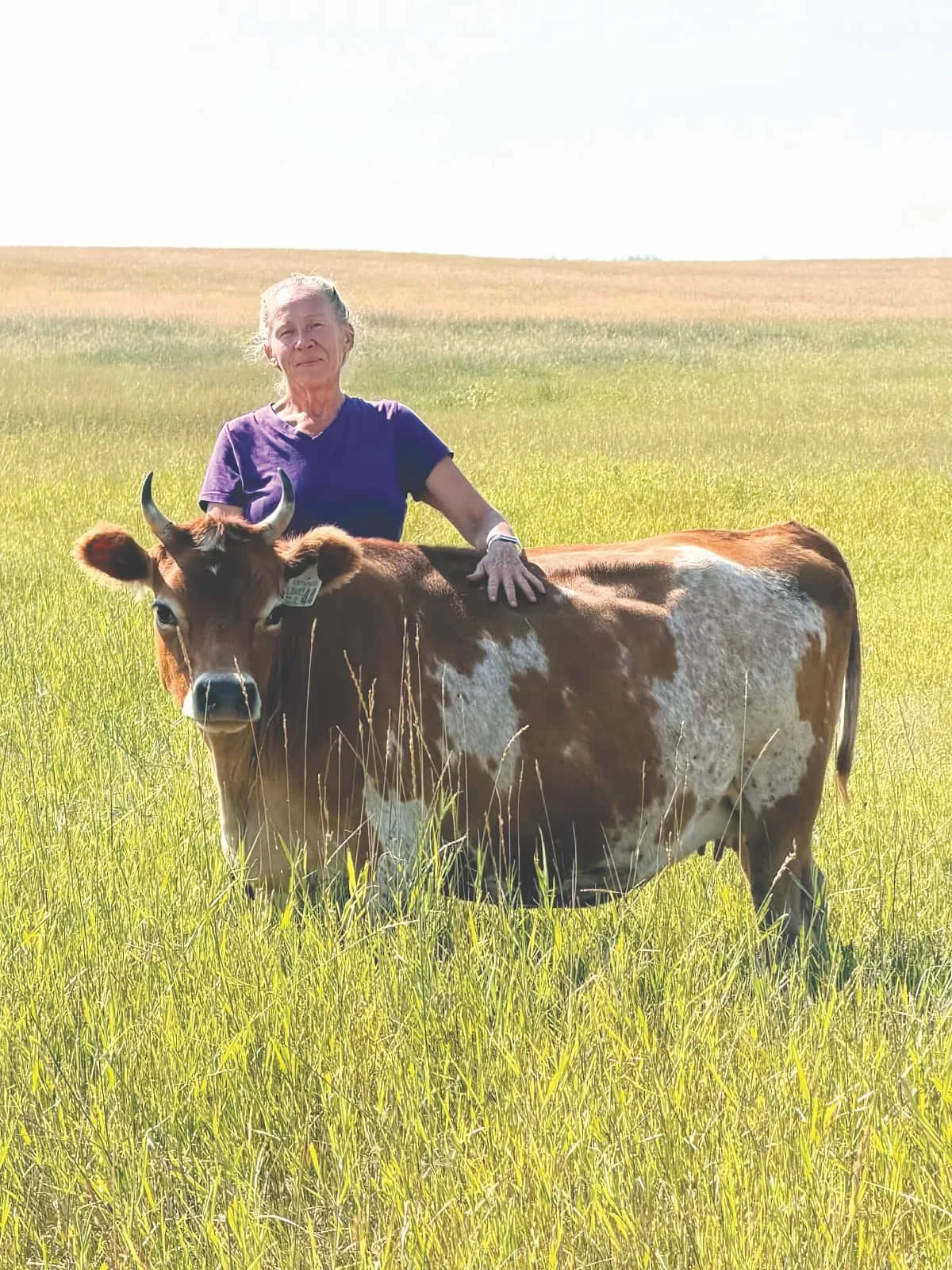 Raising miniature Jerseys in Saskatchewan