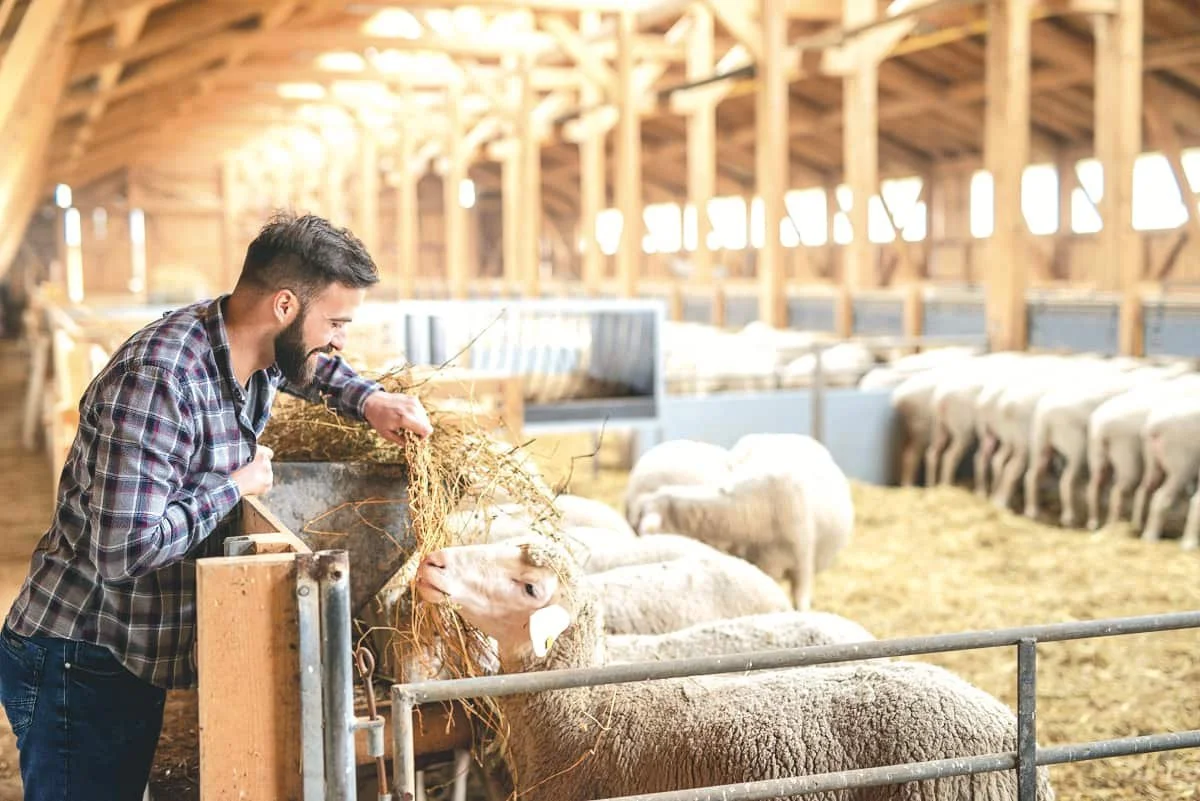 Three things to know before starting a livestock farming business