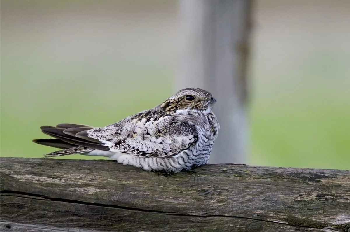 Saskatoon birder chases a big year across Saskatchewan