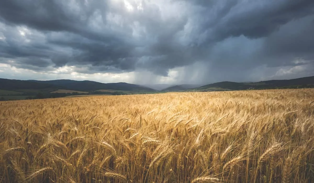 Rain stalls west-central harvest at 27 per cent