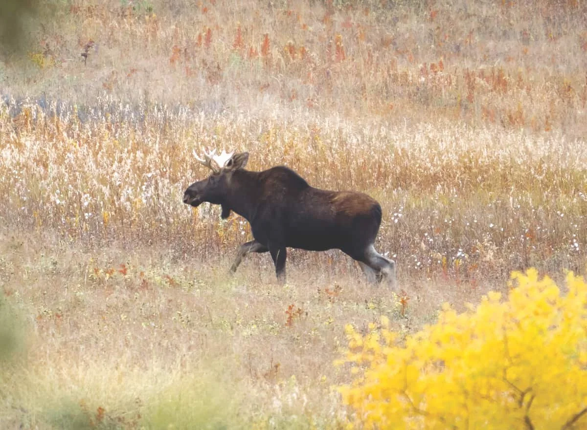 Moose on the loose near Pinkham