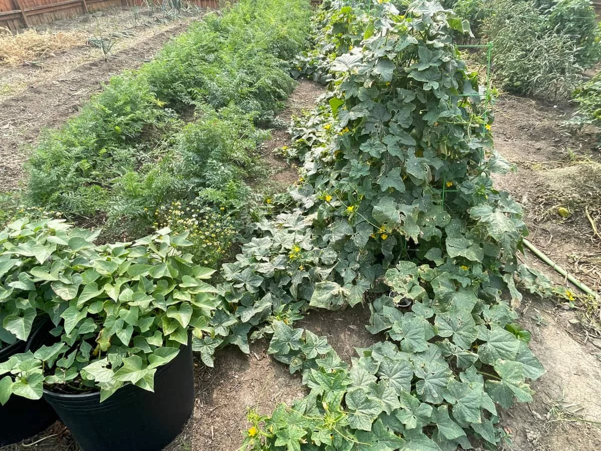 Residents benefit from Kerrobert’s community garden — Your West Central