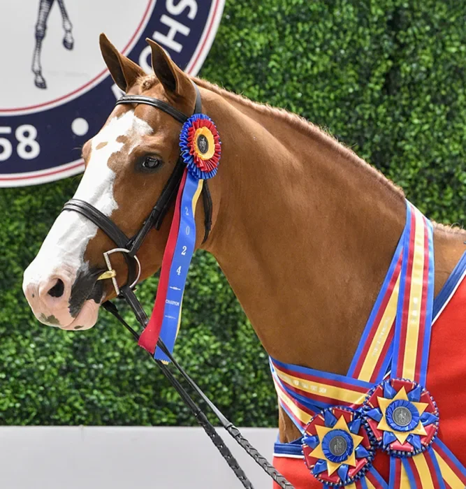 The Chronicle’s Overall And Hunter Horse Of The Year: Babylon