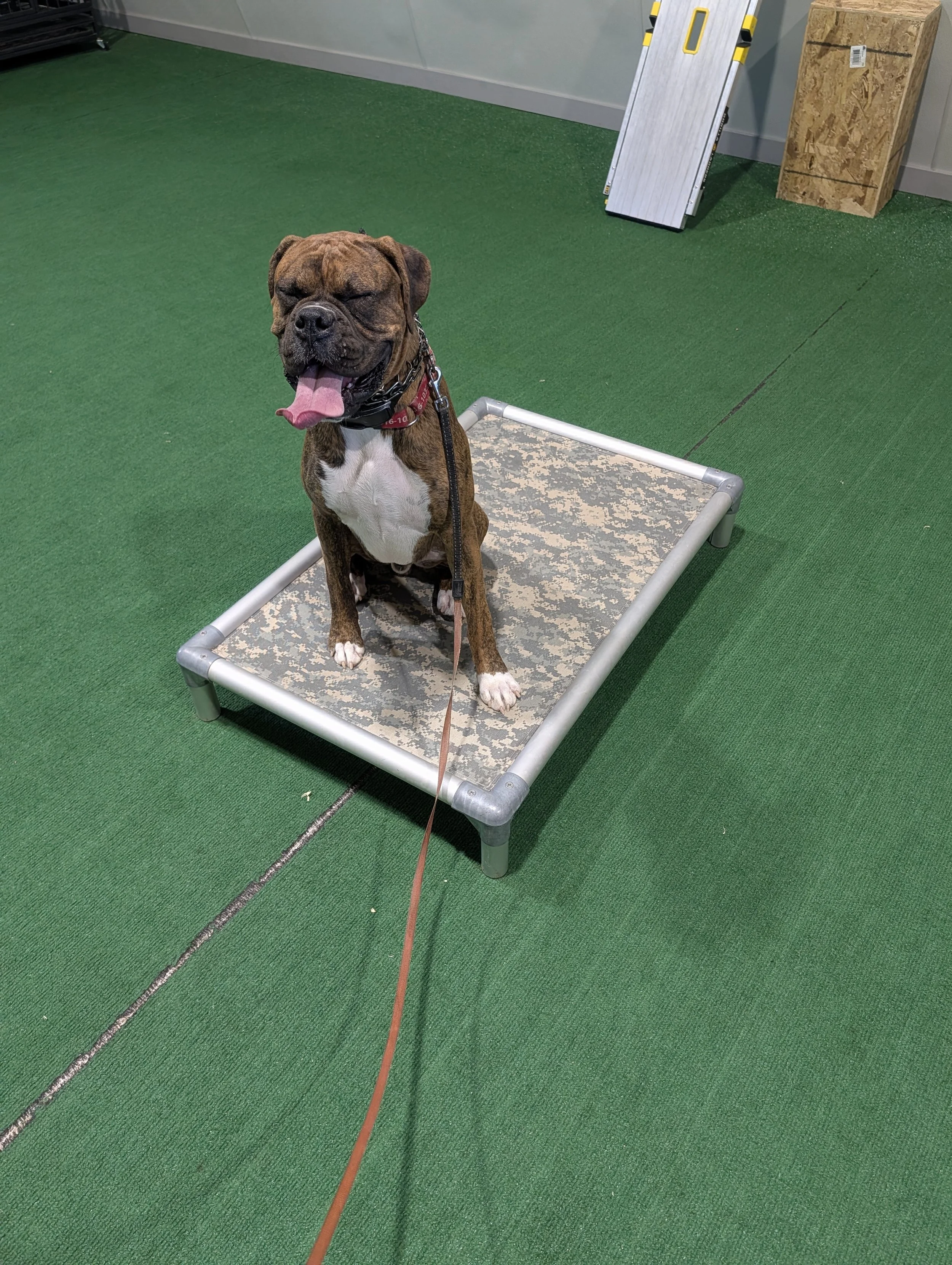 Colorado-Dog-Training