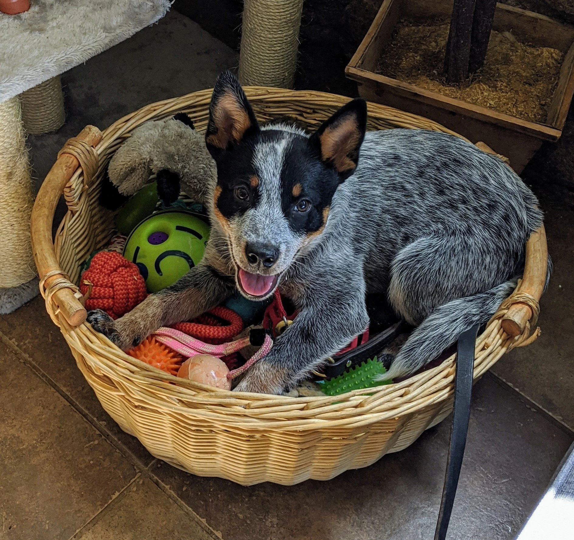 Dog-Training-in-Colorado