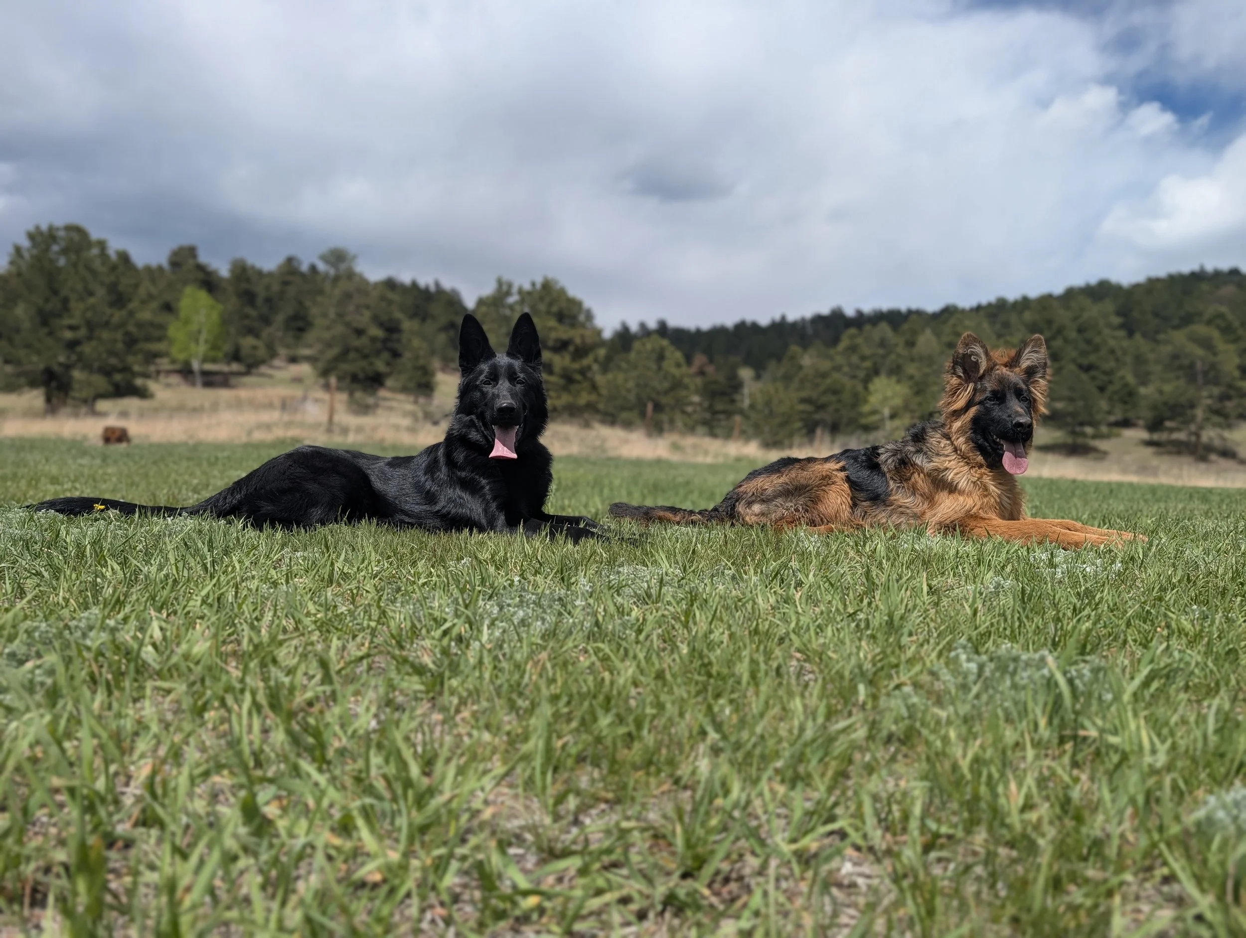 Dog trainer working with a German Shepherd in Conifer, Colorado